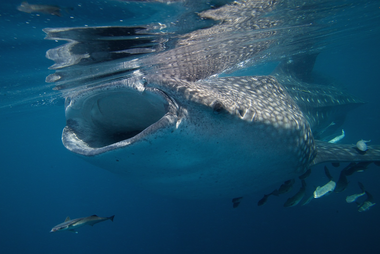 Where and When to Go Shark and Ray Diving in the Persian / Arabian Gulf