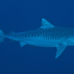 shark banner
