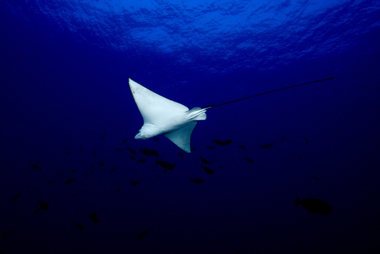 What are Elasmos