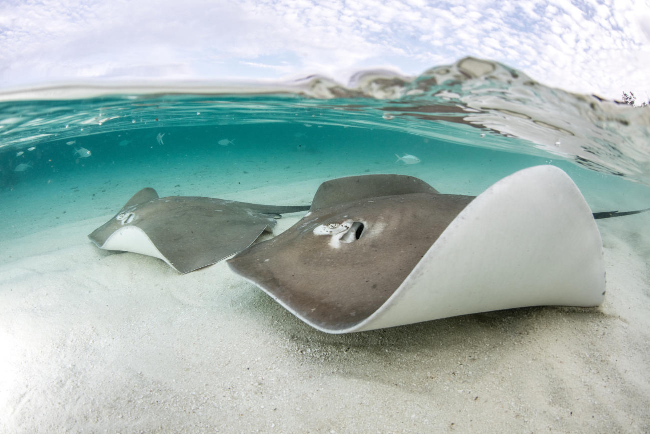 Discovering the Hidden World: A Human’s Guide to Sharks of the Arabian Gulf