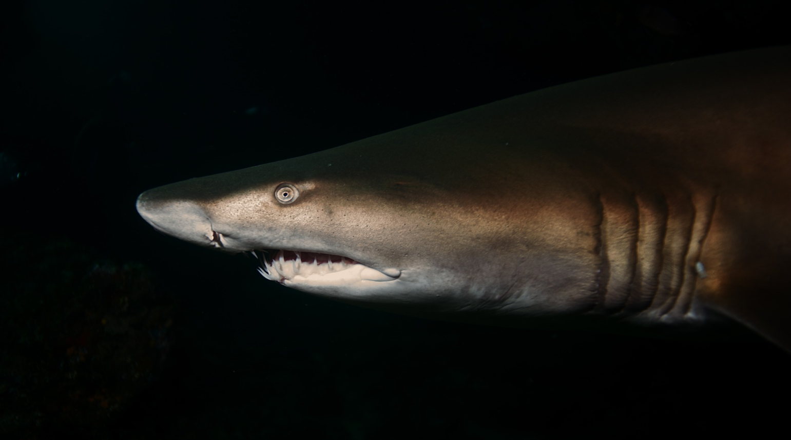 Rare Sharks and Rays of the Arabian/Persian Gulf