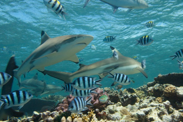 Gulf Elasmo Project: A Guide to the Underwater Wonders of the Persian Gulf